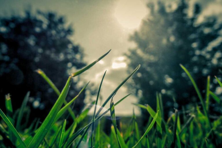 Buhari laid to rest in Katsina amid mixed public reactions